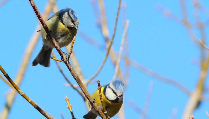 Mésange bleue © F.Nougaret