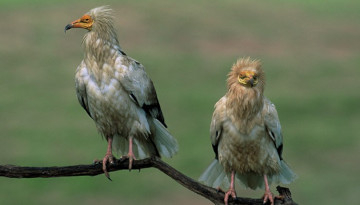 couple de vautours percnoptères