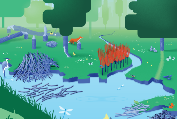 Bâche traces et indices de castor