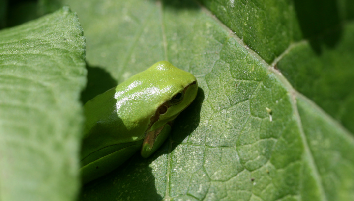 Rainette méridionale (Hyla meridionalis) © Nicolas Macaire / LPO