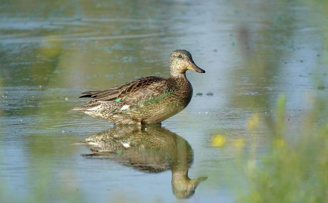 Sarcelle d'hiver, les pattes dans l'eau