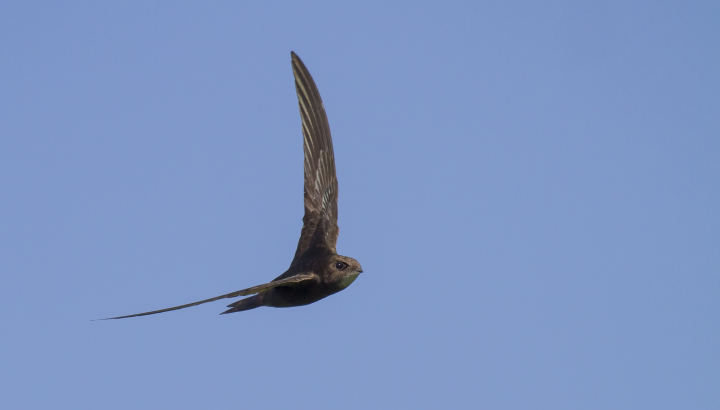 Martinet noir en vol