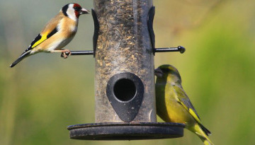 Chardonneret élégant (Carduelis carduelis) et Verdier d'Europe (Chloris chloris) sur une mangeoire