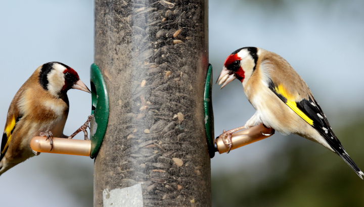 Chardonnerets élégants (Carduelis carduelis) © Alain Boullah / LPO