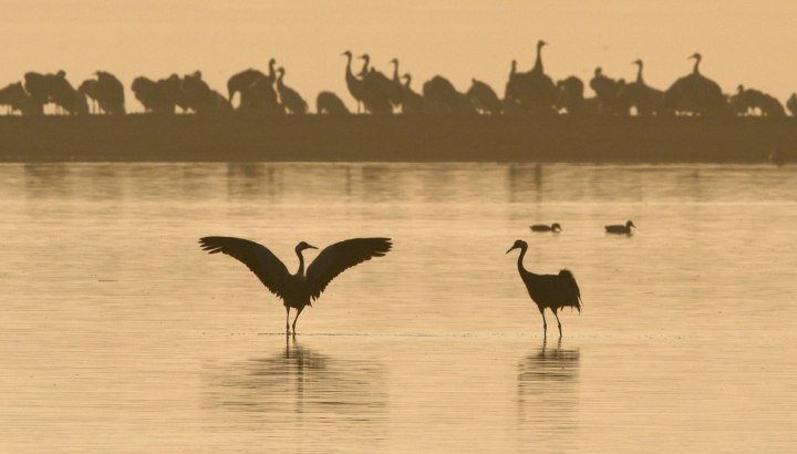 Grues cendrées au bord d'un étang