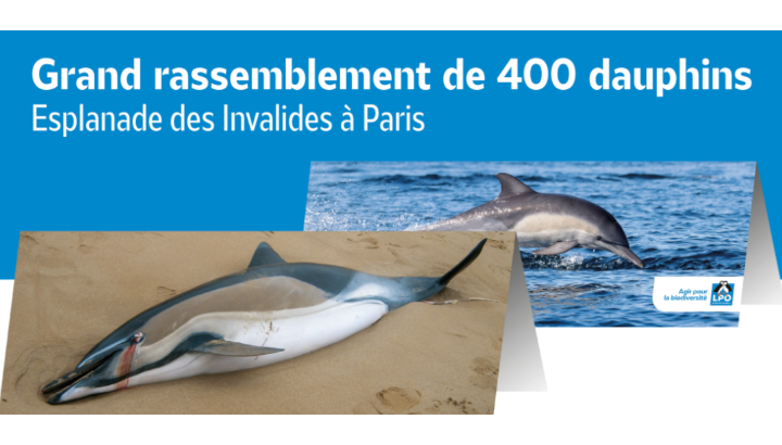 Annonce du rassemblement : deux affiches représentant un dauphin vivant et un dauphin mort