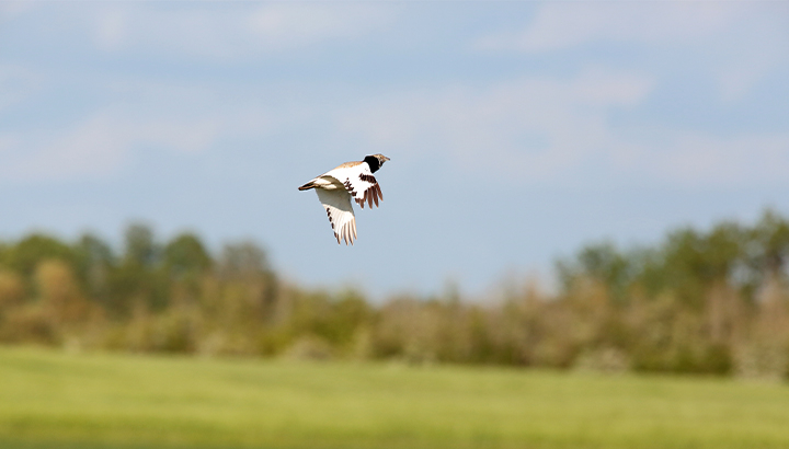 Outarde canepetiere Alain Boullah