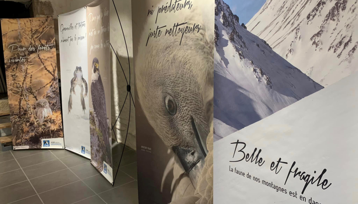 Expo Faune de montagne