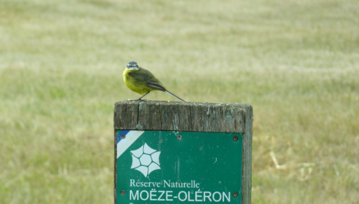 Bergeronnette printanière  à la réserve naturelle de Moëze-Oléron