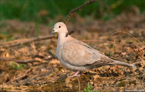 Tourterelle turque (Streptopelia decaocto)