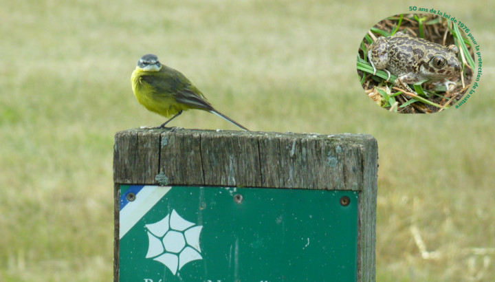 Printemps des réserves naturelles, rendez-vous à Moëze-Oléron