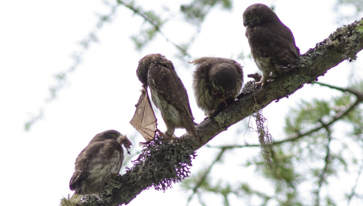 4 chevêchettes en train de se nourrir d'une chauve souris