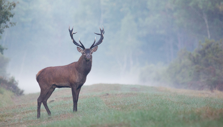 Cerf élaphe © Alain Lorieux