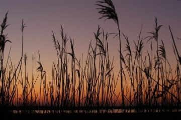 Partons à la découverte de la réserve naturelle au crépuscule.