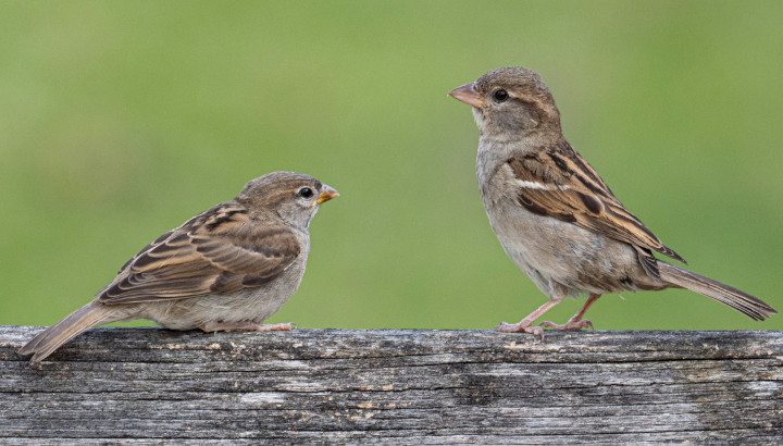 Moineaux domestiques (Passer domesticus) / Unsplash