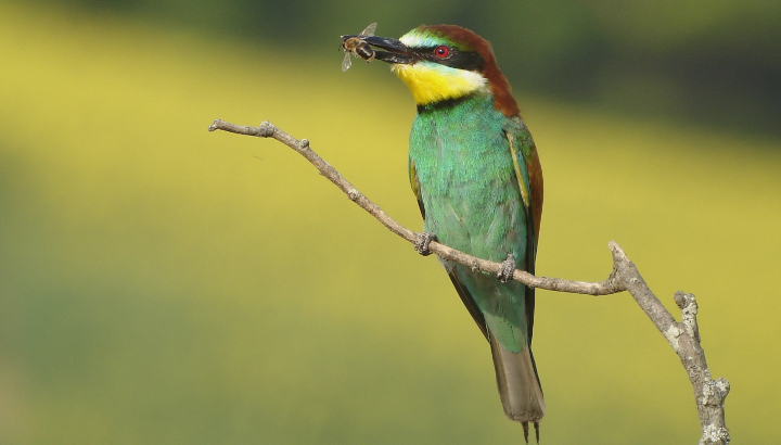Guêpier d'Europe (Merops apiaster) © Christian Aussaguel