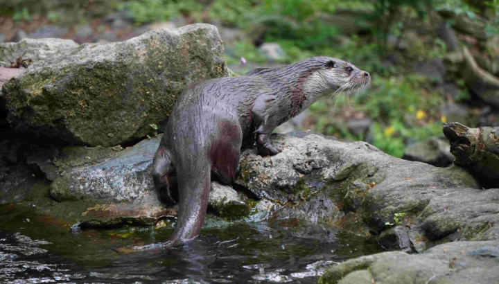 Loutre d'Europe © Thomas GRUBE