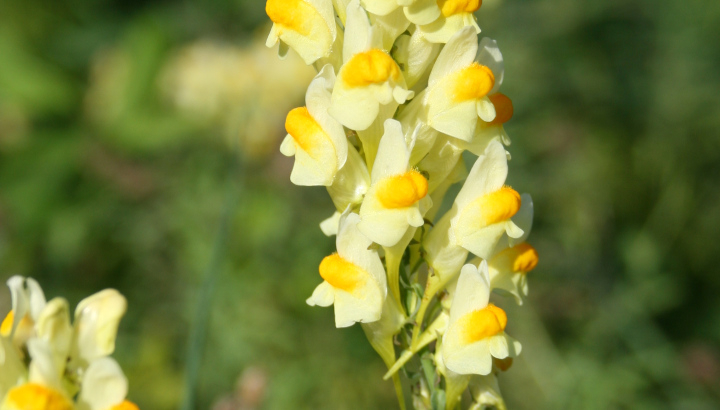 Linaire commune (Linaria vulgaris) © Nicolas Macaire / LPO