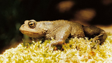 Crapaud commun dans de la mousse