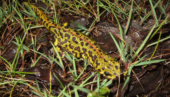 Triton marbré