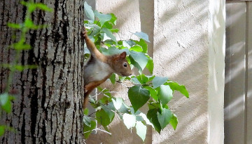 Ecureuil roux (Sciurus vulgaris) dans le jardin de Jean à Nîmes © Jean Chaussignand