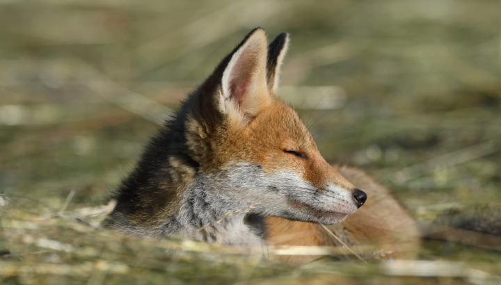 Renard roux allongé les yeux fermés