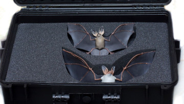 deux figurines de chauve-souris dans une malle