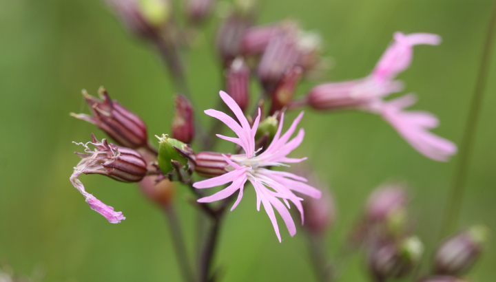 Lychnis fleur de coucou  (Silene flos-cuculi) © Nicolas Macaire / LPO