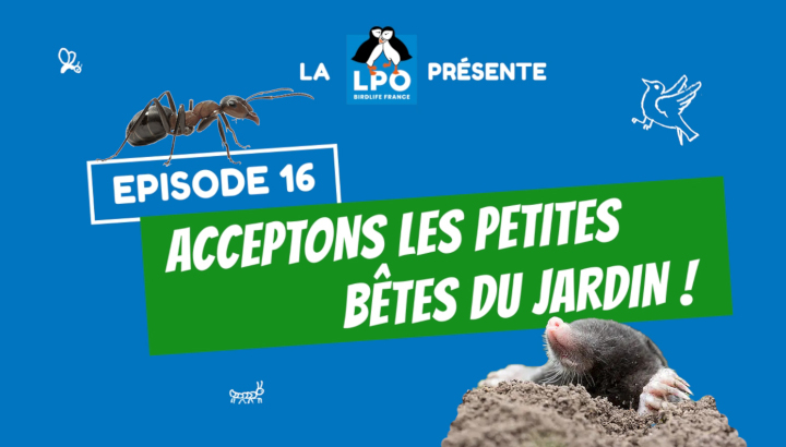 Episode 16 : acceptons les petites bêtes au jardin !