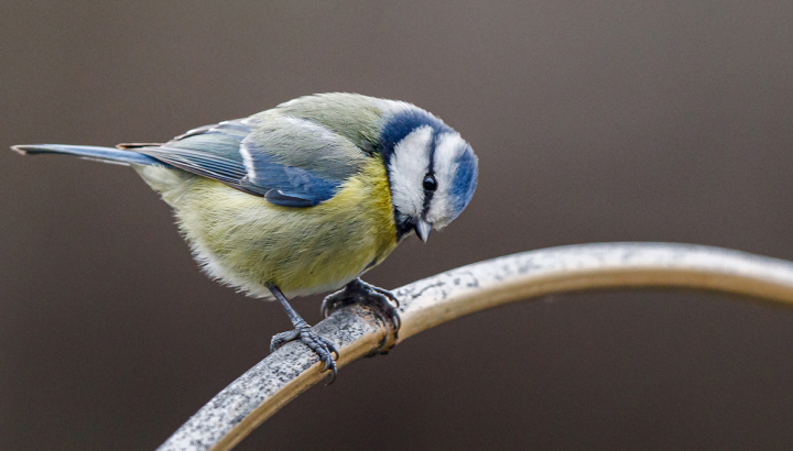 Mésange bleue © Alain Lorieux