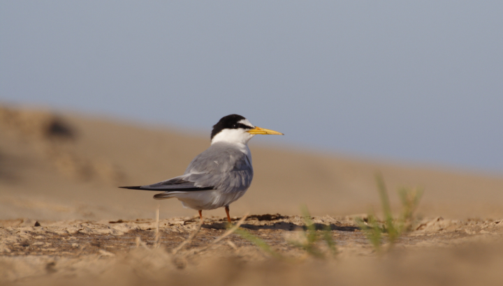 Sterne naine_ Céline LAGORRE