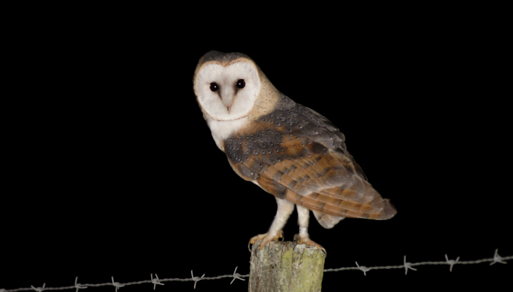 Effraie des clochers, de nuit, posée sur un poteau