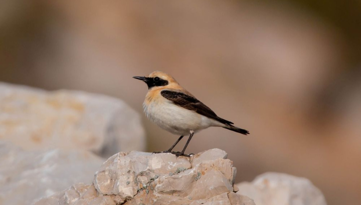 Traquet oreillard © Leo Cantiran - LPO PACA