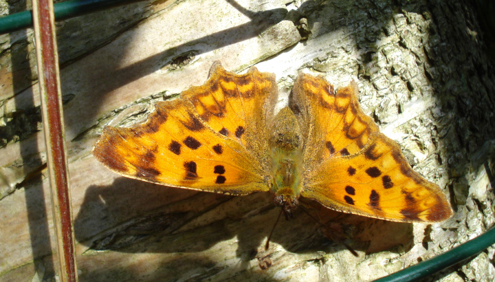 Robert-le-Diable (Polygona c-album) © Alain Hiver