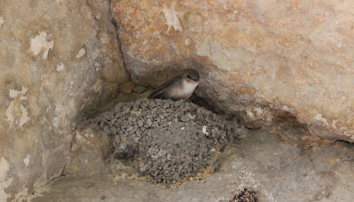 Hirondelle de rochers