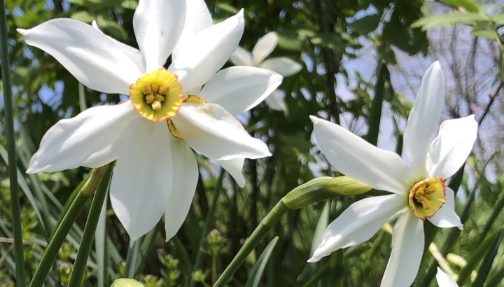 Narcisse des poètes (Narcissus poeticus) © Nicolas Macaire / LPO