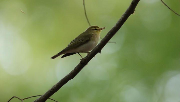 Balade nature dans le Bois du Roi à Rouville