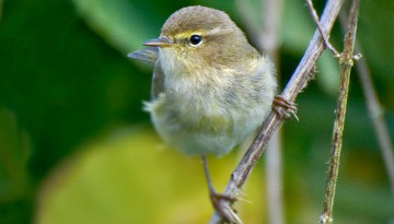 Pouillot véloce (Phylloscopus collybita) © Pixabay