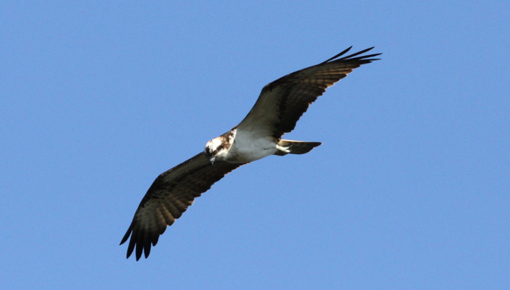 Balbuzard pêcheur en vol