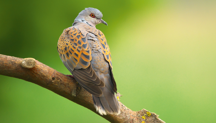 Tourterelle des bois (Streptopelia turtur)