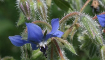 Bourrache officinale