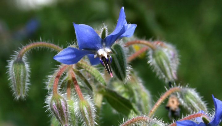 Bourrache officinale (Borago officinalis) © Nicolas Macaire / LPO