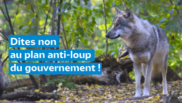 Dites non au plan anti-loup du gouvernement