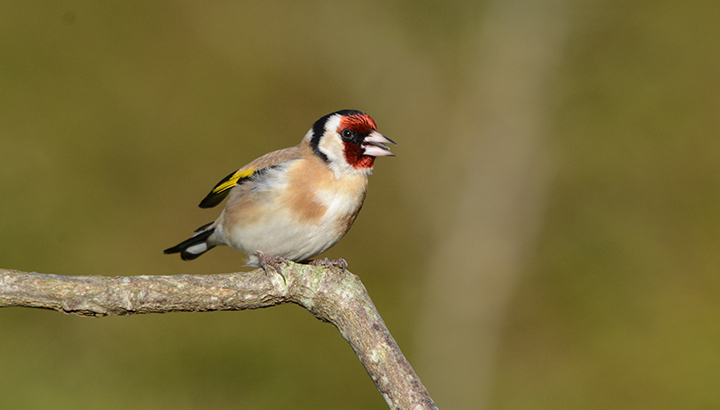 Chardonneret élégant © Didier Barraud