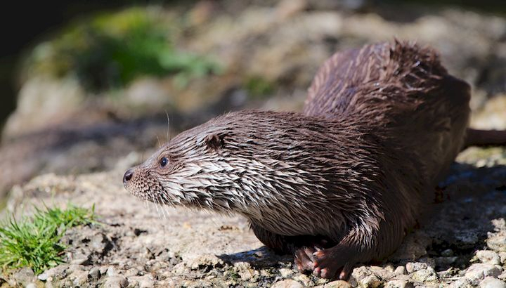 Loutre d'Europe ©M. Kabel-CC BY-SA 3.0