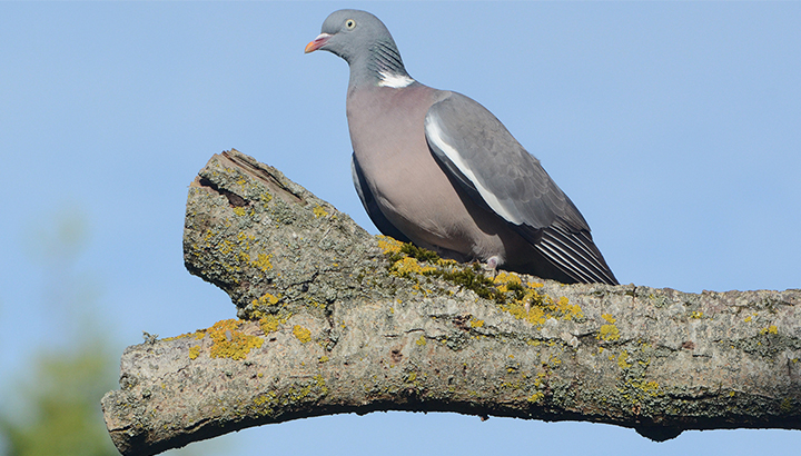 Pigeon ramier © Didier Barraud