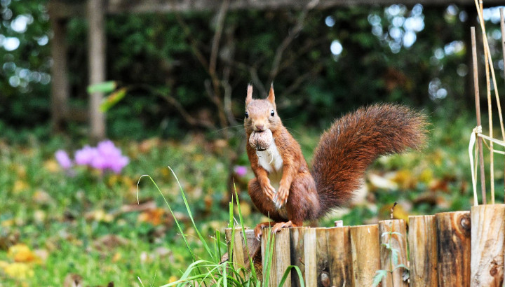 Écureuil roux, assis, tenant une noix