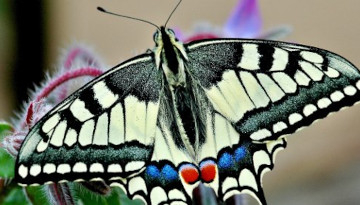 Machaon