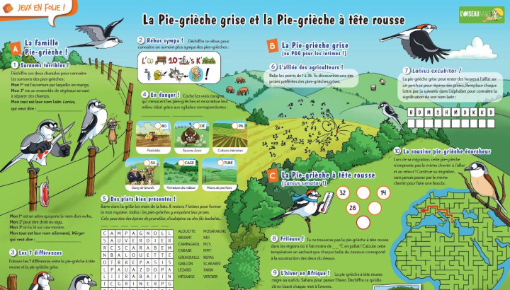 Set de table de jeux : la pie-grièche grise et la pie-grièche à tête rousse