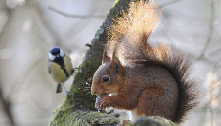 Au premier plan : Ecureuil roux en train de manger. Au second plan : Mésange charbonnière posée sur une branche